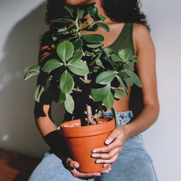 indoor plants indoor plants